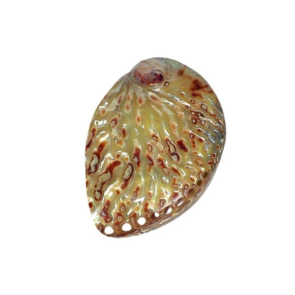 Polished Flame Midas Abalone Shell Specimen - Picture 4 of 6